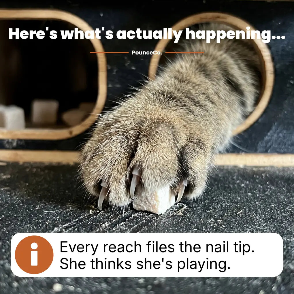 NailNest™